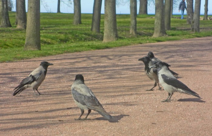 Ravens of Peterhof - My, Crow, Peterhof, Lower Park