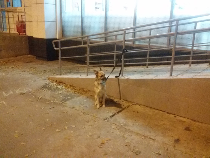 Found a dog, Togliatti - My, Tolyatti, Found a dog, No rating, Found, Dog, The dog is missing, Video, Longpost