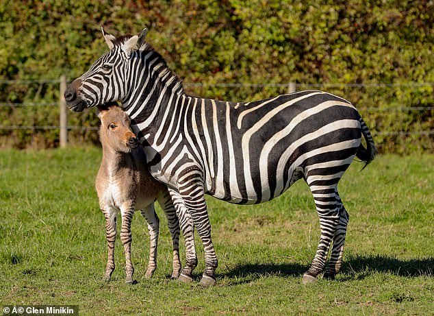 Cute zebroid - , Donkey, zebra, Children, Foal, Milota, In the animal world