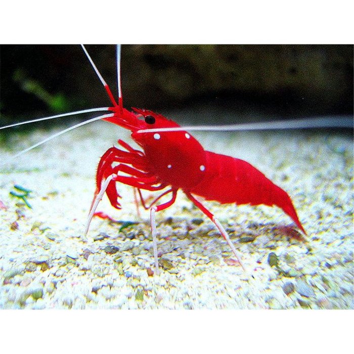 Аквариумная креветка Доктор кардинал