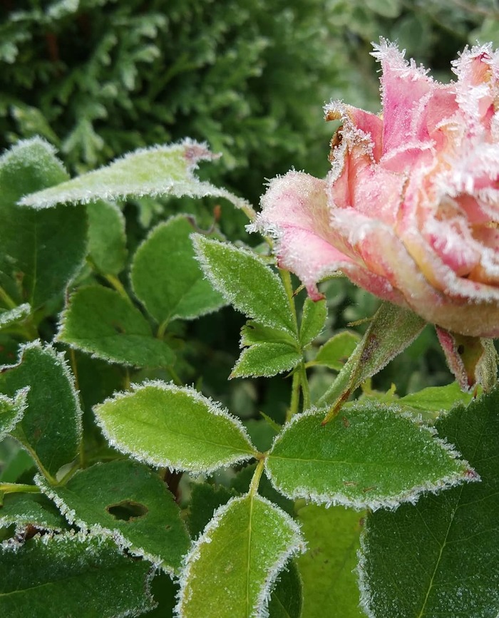 Frosty morning - My, beauty, Good morning, freezing, Flowers, Nature, beauty of nature, Plants, , Longpost