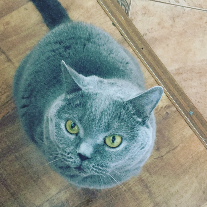 Кошка Британка ищет дом | Пикабу