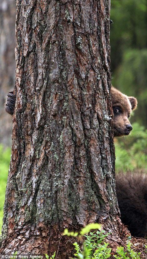 The cutest bears - Bear, Milota, Longpost, Forest, Nature, The photo, The Bears