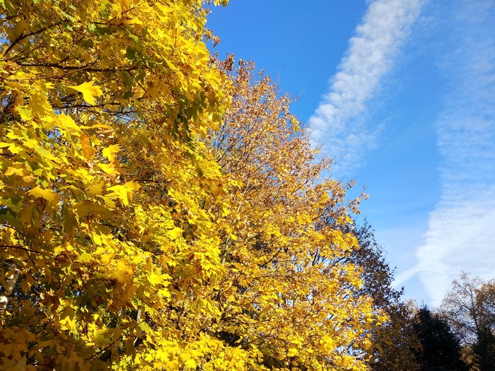 Golden autumn - Autumn, My, The photo