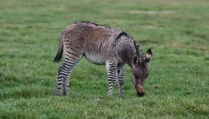 Rare zebra-donkey hybrid born in England - Nature, Hybrid, zebra, Donkey, Video, Longpost