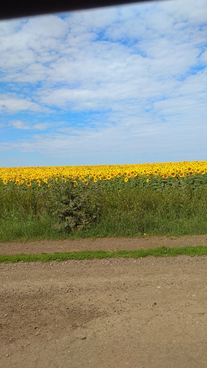 Воспоминания о лете - Моё, Подсолнух, Лето, Красота, Фотография