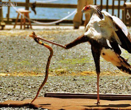 Ugh, what a mess - Secretary Bird, Animals, wildlife, Snake