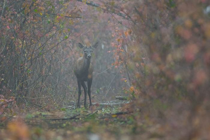 Meeting in the Fog - My, The photo, Photo hunting, Nature, Deer, Forest, Rostov region, Animals, Wild animals, Deer