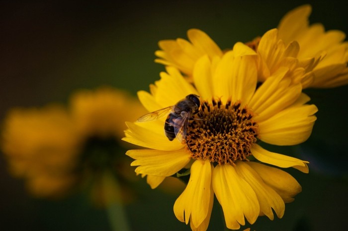 Пчелко-журчалко в ноябре Фотография, Пчелы, Цветы