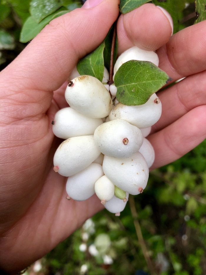 Styrofoam - My, Plants, What's this?, Young Naturalist, Longpost