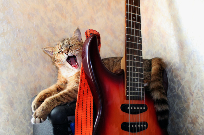 Cat, coffee and rock and roll - Catomafia, cat, The photo, My, Guitar