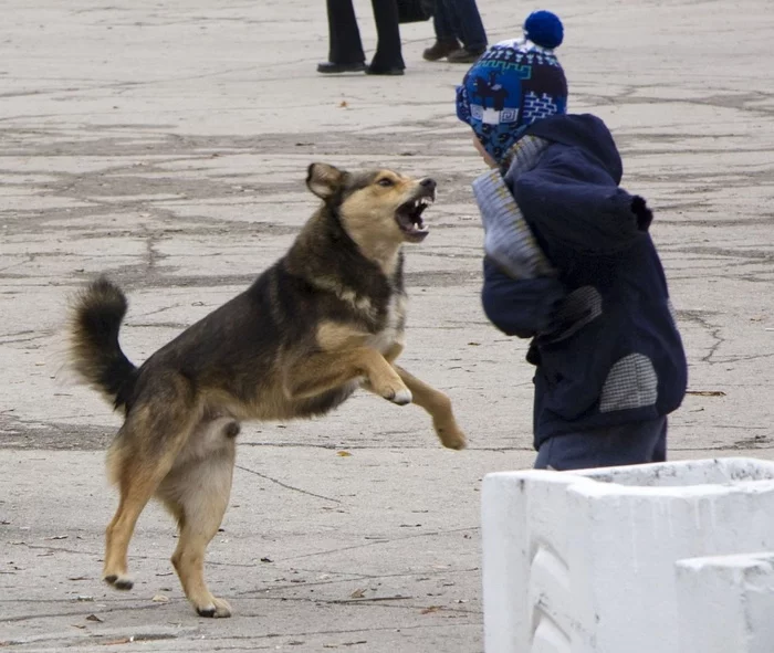 ROI Limit the release of stray dogs onto the streets and the period of their maintenance using public money - Stray dogs, Swarms, Initiative, Longpost