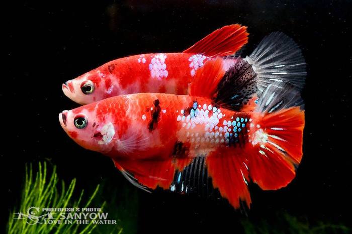 Петушки кои