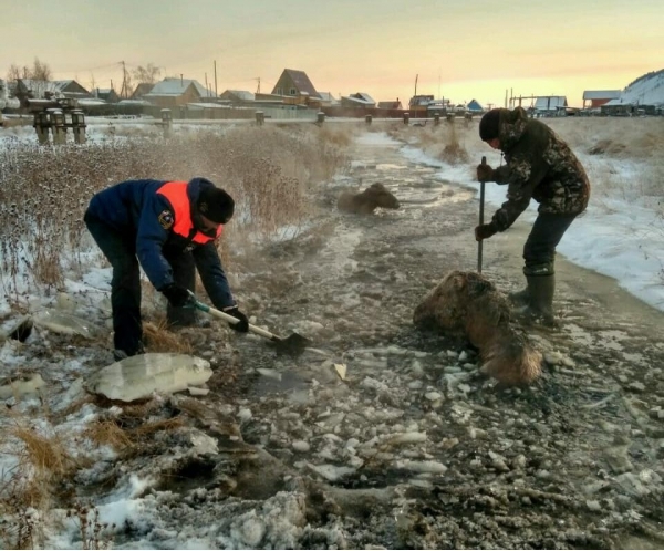 Rescue of a foal and his mother from ice captivity in Yakutia - The rescue, Animals, Longpost, Horses