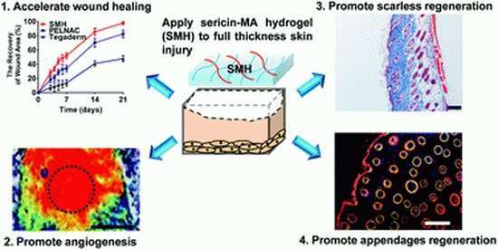 Created a gel that heals wounds and does not leave scars - Gel, The science