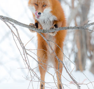 cunning - Fox, The photo, Photographer Denis Budkov, Milota