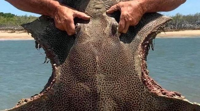 Riddle of the bitten stingray - Mystery, Stingray, Bite, Longpost