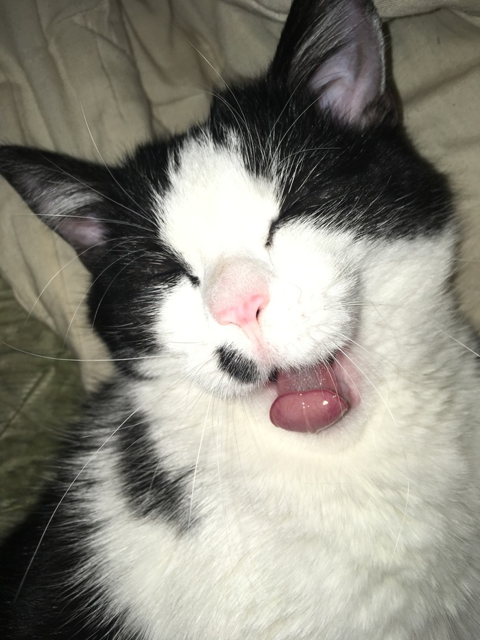 ZAVOTAAAAAAAA - My, Yawn, Catomafia, cat, , 