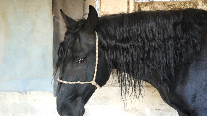 Horse fires in Kislovodsk - My, Horses, , Kislovodsk, Longpost