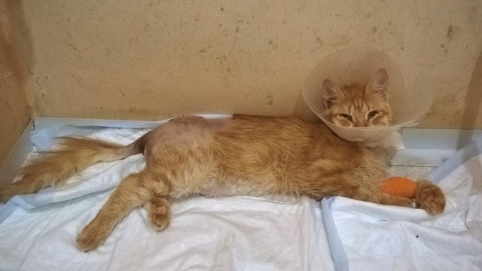 What did Valletta do wrong to the owner, since they decided to kill her? - My, cat, Animal shelter, Touching, Real life story, Longpost, Murkosh shelter