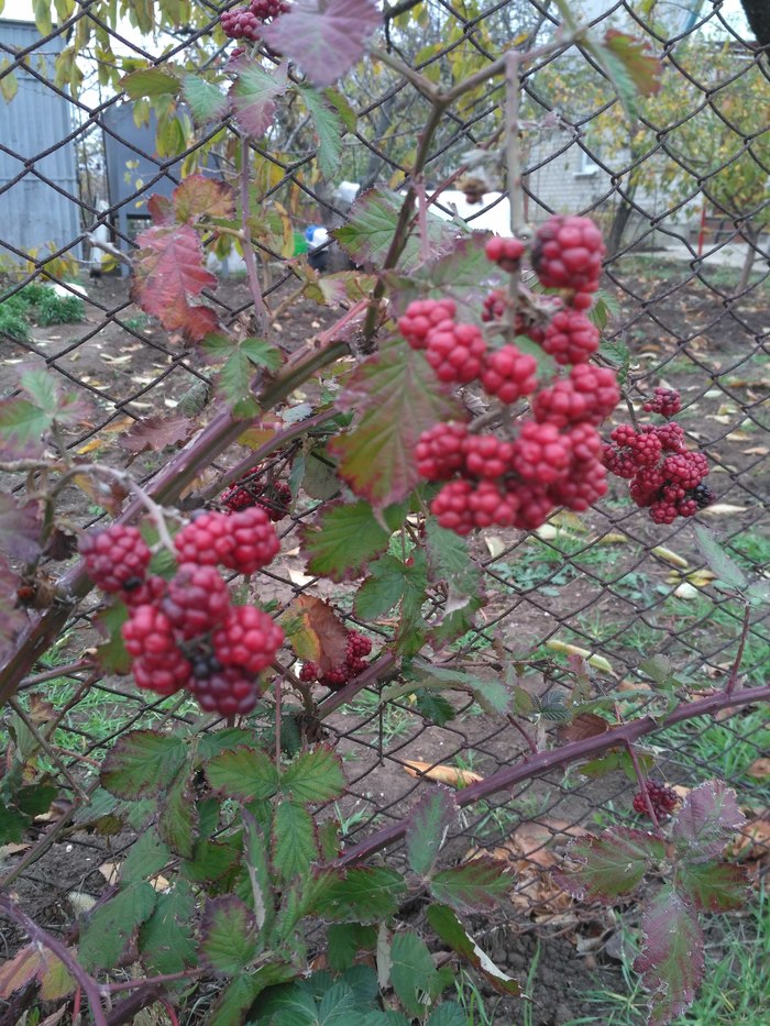 Berries do not ripen - Dacha, Plants, Crop failure, Longpost