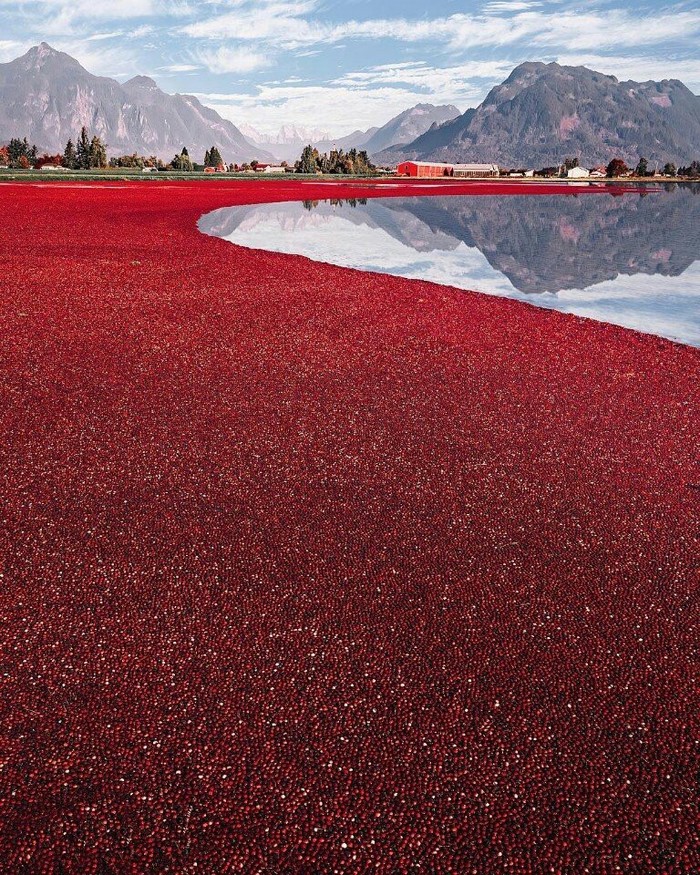 This ethereal lake is just a cranberry harvest in Canadaby hobopeeba - Cranberry, The photo, Lake, beauty, Canada, Harvest, Сельское хозяйство, Red, Longpost