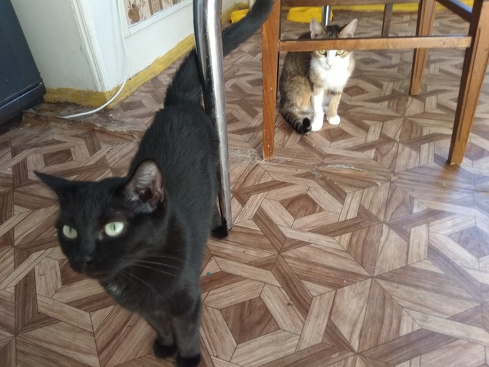 Cats are looking for a new home (Chelyabinsk) - My, cat, In good hands, Chelyabinsk, Longpost, No rating