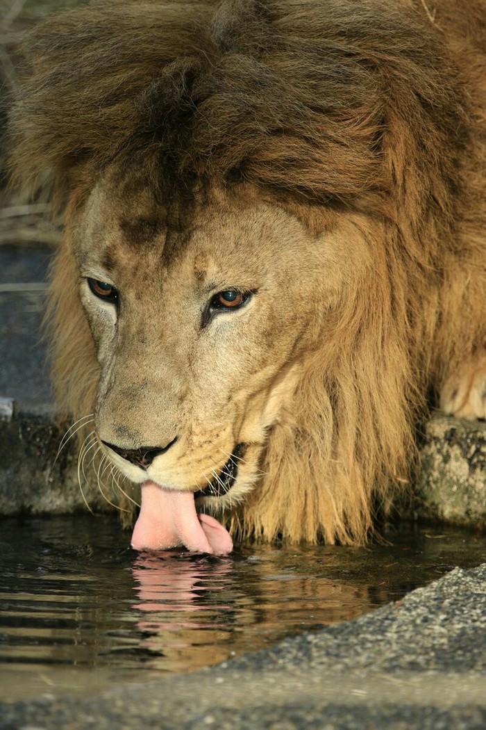 When unsuccessfully sipped - a lion, Animals, cat, Drinks, Longpost