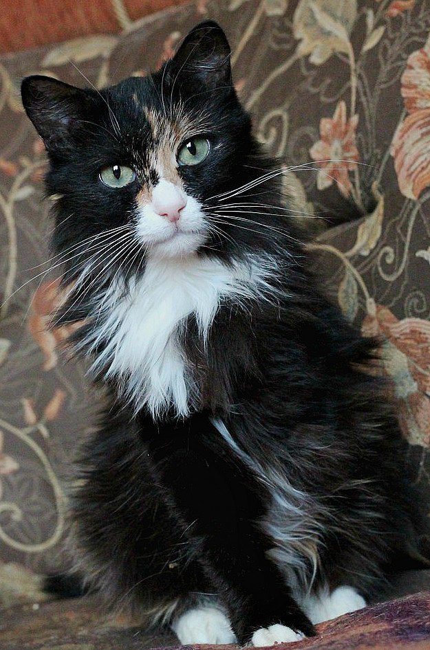 Dasha is a cat with three legs. Ufa - My, In good hands, Ufa, Longpost, cat, Looking for a master, No rating