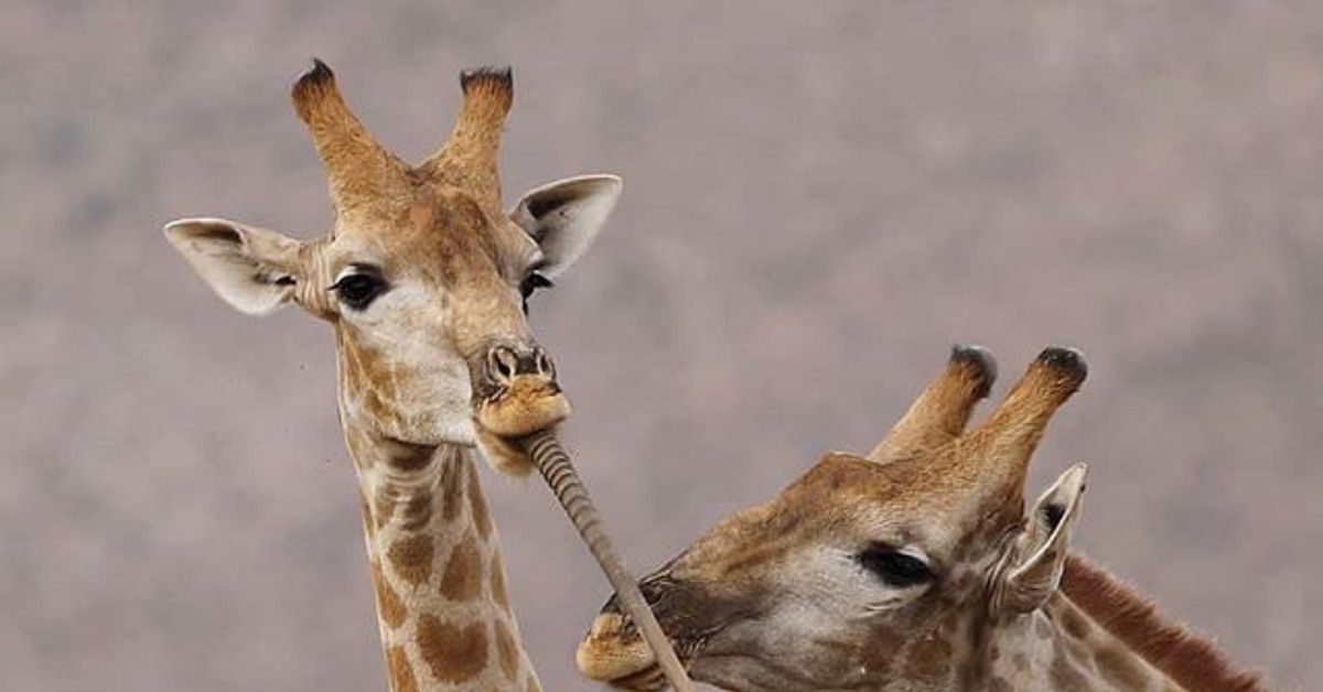 Длинный язык жирафа. Жирафов Калахари. Язык жирафа. Жираф облизывается. Уши жирафа.