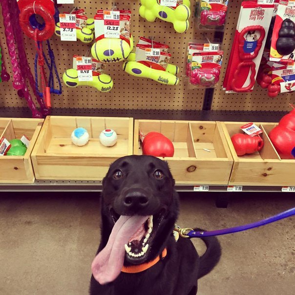 Good boy very happy - Pleased, Good boy, Dog, The photo