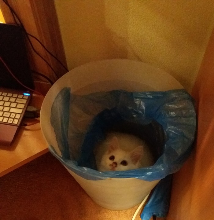 Chivo nada? - My, Kote sits, Garbage, cat