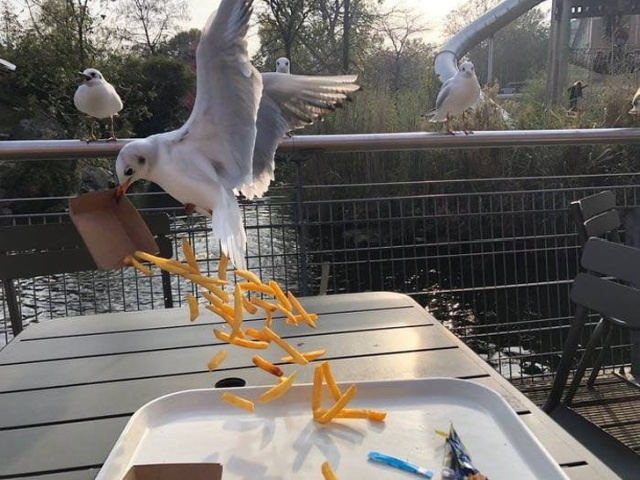 The plan was good, but not well thought out. - Seagulls, Food, Fail