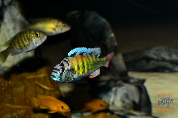 Astatotilapia SP-44 - Моё, Astatotilapia sp-44, Хплохромис толстокожий, Хаплохромис ch-44, Викторианские цихлиды, Длиннопост