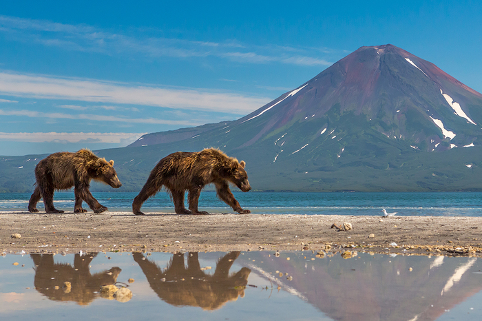 Bear Patrol - The national geographic, The photo, Bear, Kamchatka, Lake, Water, The mountains, The Bears