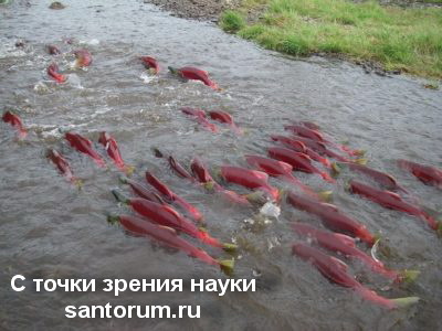 Salmon use a magnetic GPS navigator to find their native water - Biology, A fish, Evolution, Evolution theory, , The science, Nanotechnology, Design