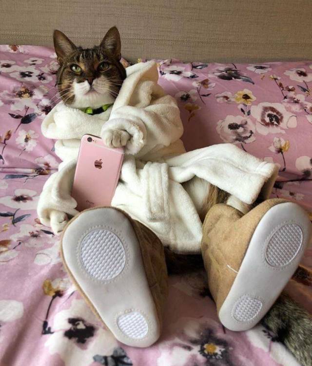 Cosplay is my mistress - cat, Robe, iPhone, Ugg boots, Milota, Trolling