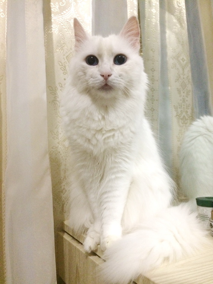 About gifts and parents - My, Childhood, Presents, Turkish angora, cat