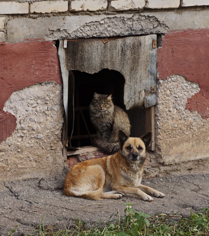 Милота! Собака стережёт кота!)) - Юмор, Кот, Собака