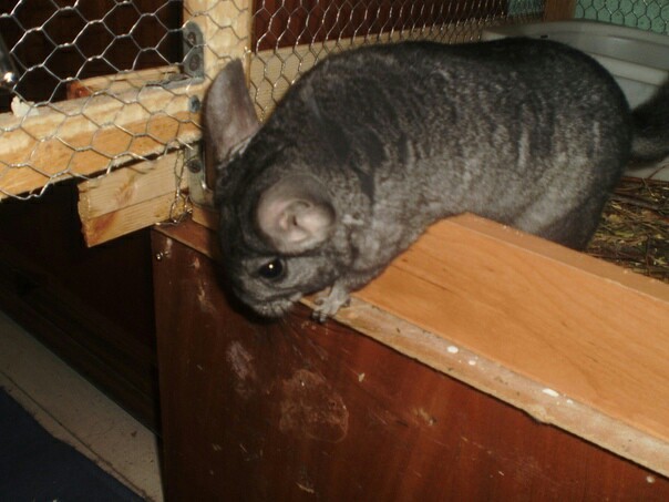 There are never too many chinchillas:3 - My, Chinchilla, Animals, Rodents, Longpost