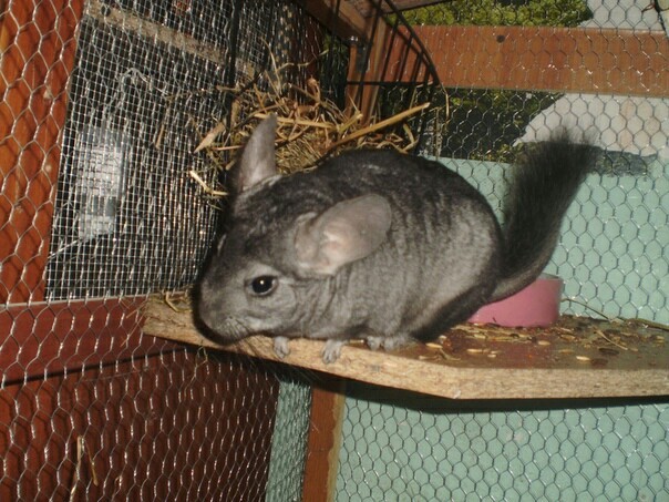 There are never too many chinchillas:3 - My, Chinchilla, Animals, Rodents, Longpost