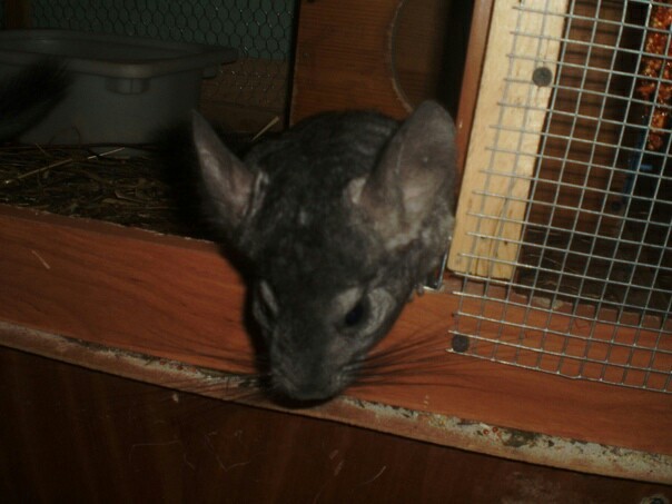 There are never too many chinchillas:3 - My, Chinchilla, Animals, Rodents, Longpost