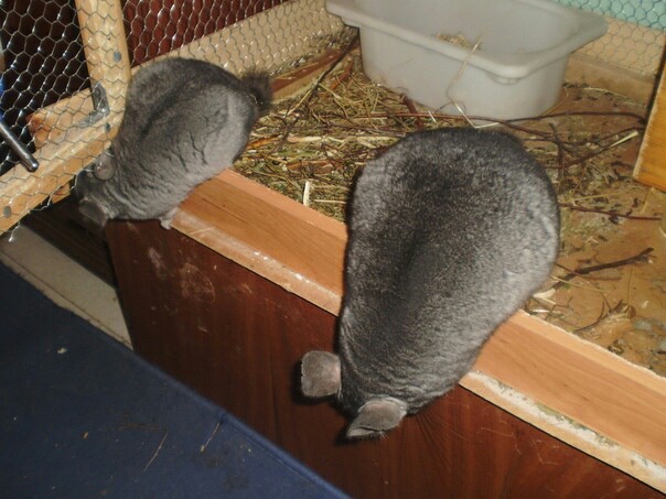 There are never too many chinchillas:3 - My, Chinchilla, Animals, Rodents, Longpost