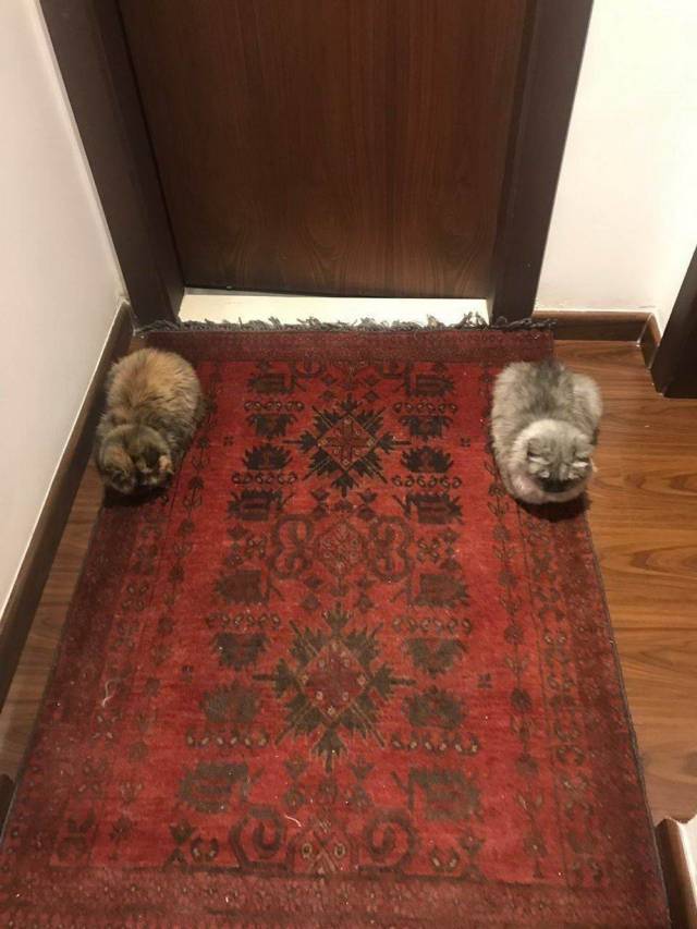 You shall not pass - cat, Pair, Door, Aki, Sphinx