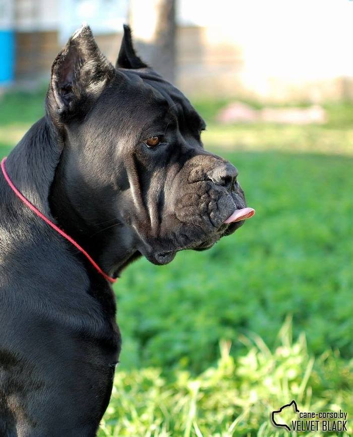 Teaser. - My, Dog, Cane Corso, 