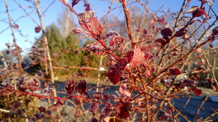 Морозное утро