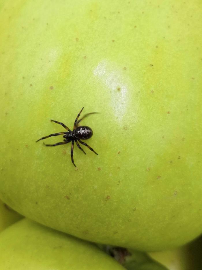 I went to the feed to buy apples - My, Spider, ribbon, Longpost