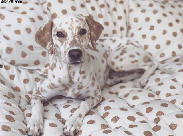 disguise - Disguise, Dog, The photo, Dalmatian