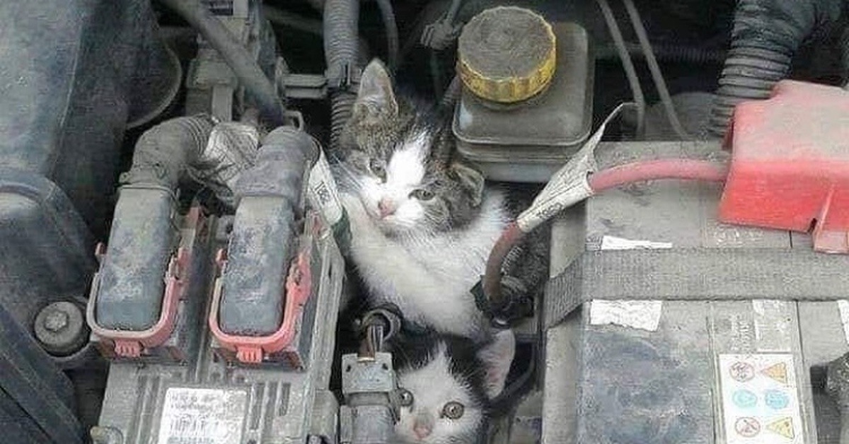 Кошка под капот. Кошка под капотом. Котенок под капотом машины. Котенок под машиной. Котята под капотом машины га колёсах.