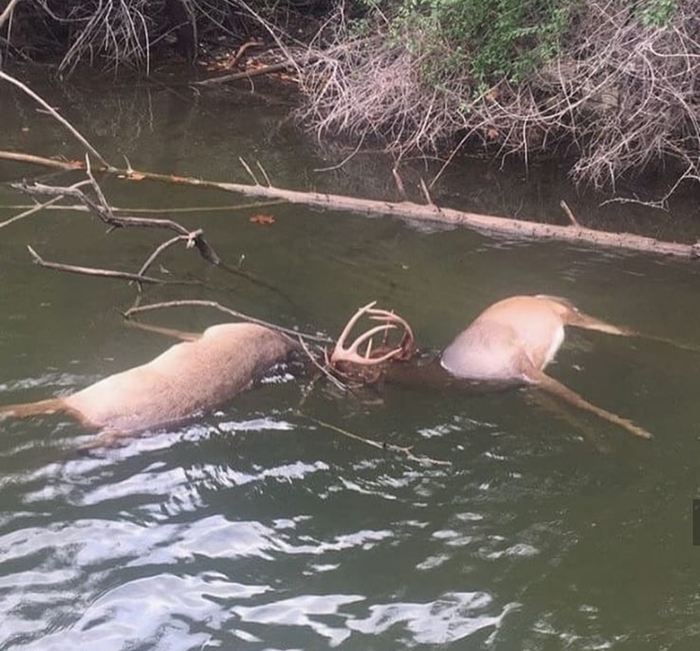 ����������� �����